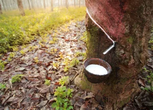 Latex rubber tree sap